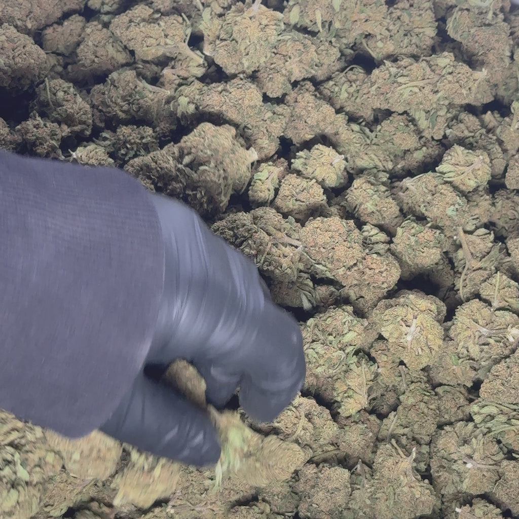 Berry Pie CBD Indoor