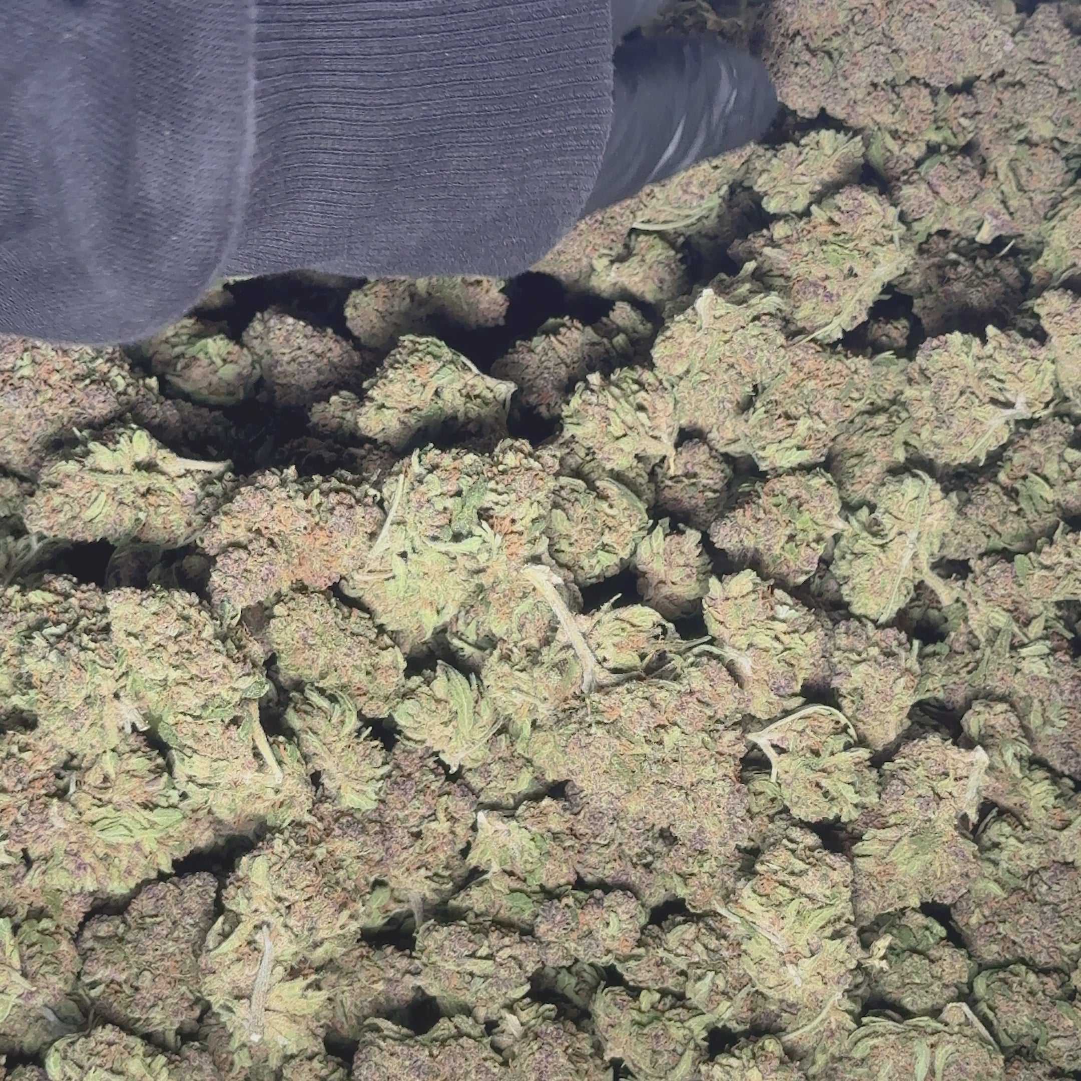 Blackberry OG CBD Indoor