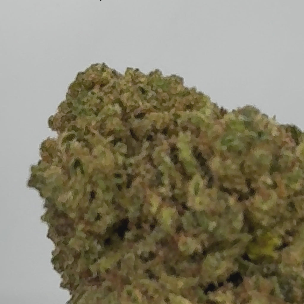 Blue Dream CBD Greenhouse