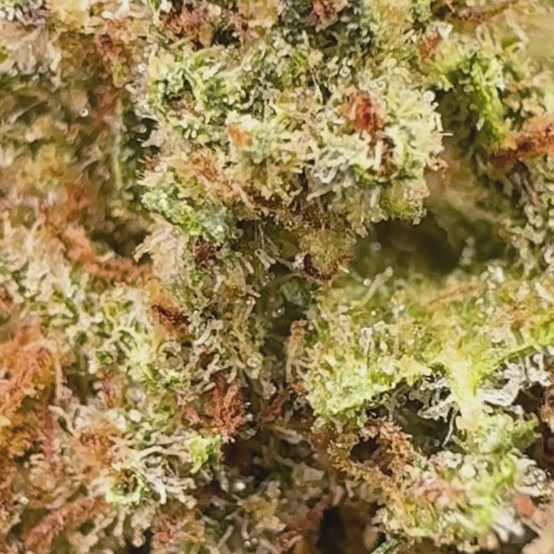 Peach OG CBD Greenhouse