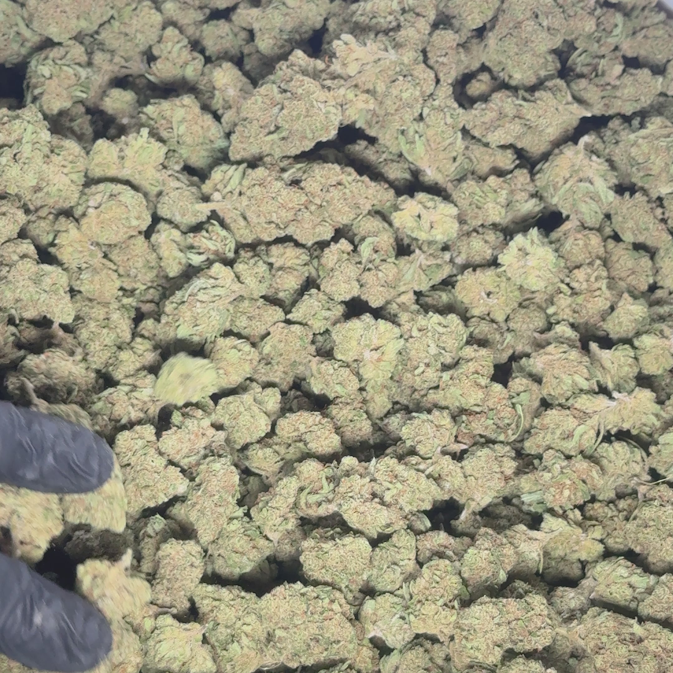 Cherry Pie CBD Indoor